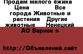 Продам милого ёжика › Цена ­ 10 000 - Все города Животные и растения » Другие животные   . Ненецкий АО,Варнек п.